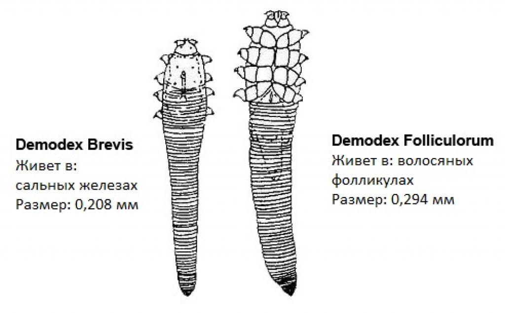 Демодекс клещ лечение схема глаз