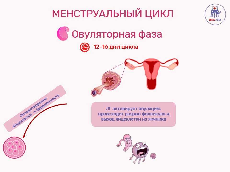 Когда появляется овуляция. Нарушение менструационного цикла клинические рекомендации. Овуляция схема. Менструальный цикл схема. Менструальный цикл и менструация.