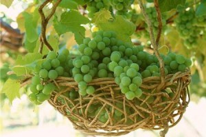 Виноград для лица в домашних условиях