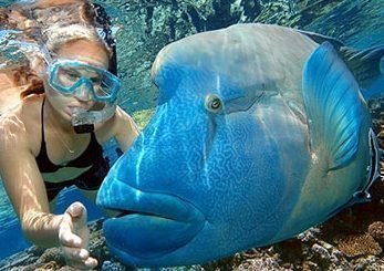 Гладить рыбу под водой во сне - толкование