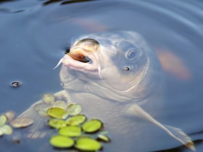 Рыба в воде по сонникам