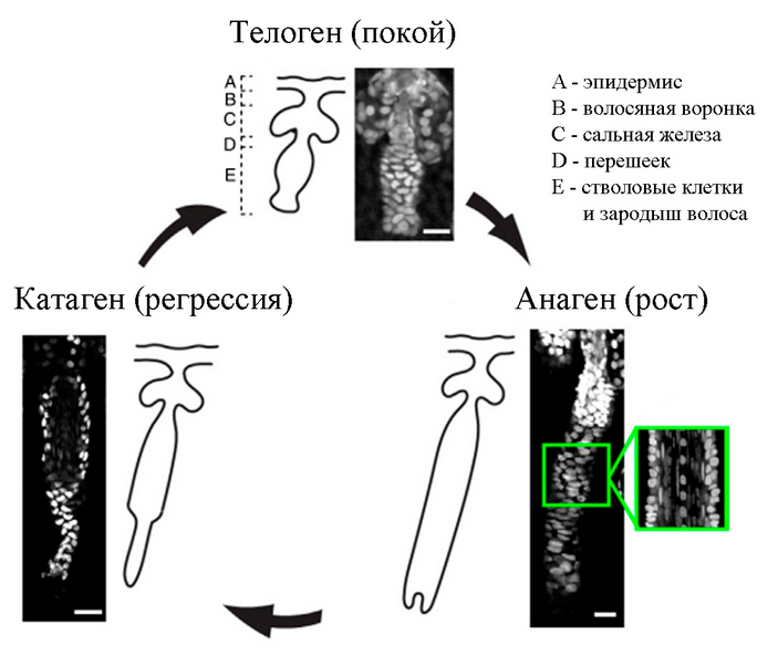 Цикл регенерации волосяного фолликула 