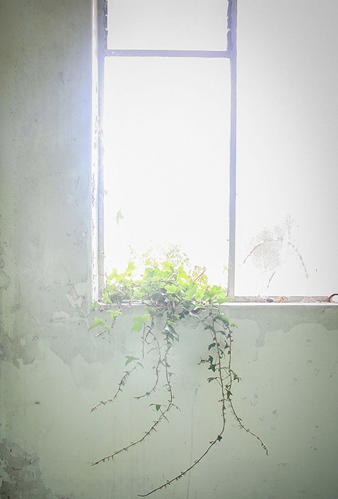 a plant on a window sill with bright sunlight shining through - tone photography tips