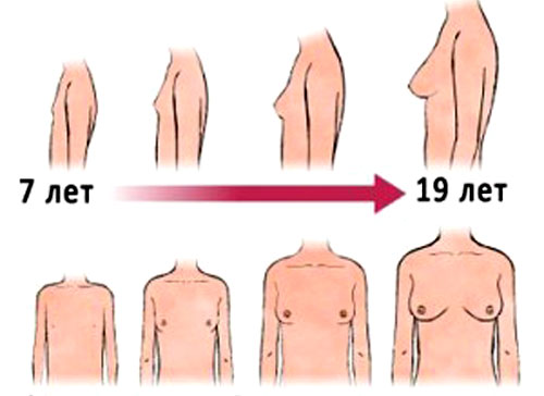 Как и до какого возраста растет грудь у женщин?