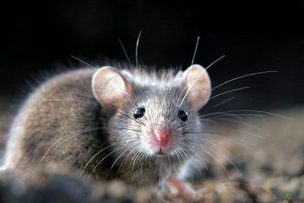 сонник мышь серая маленькая