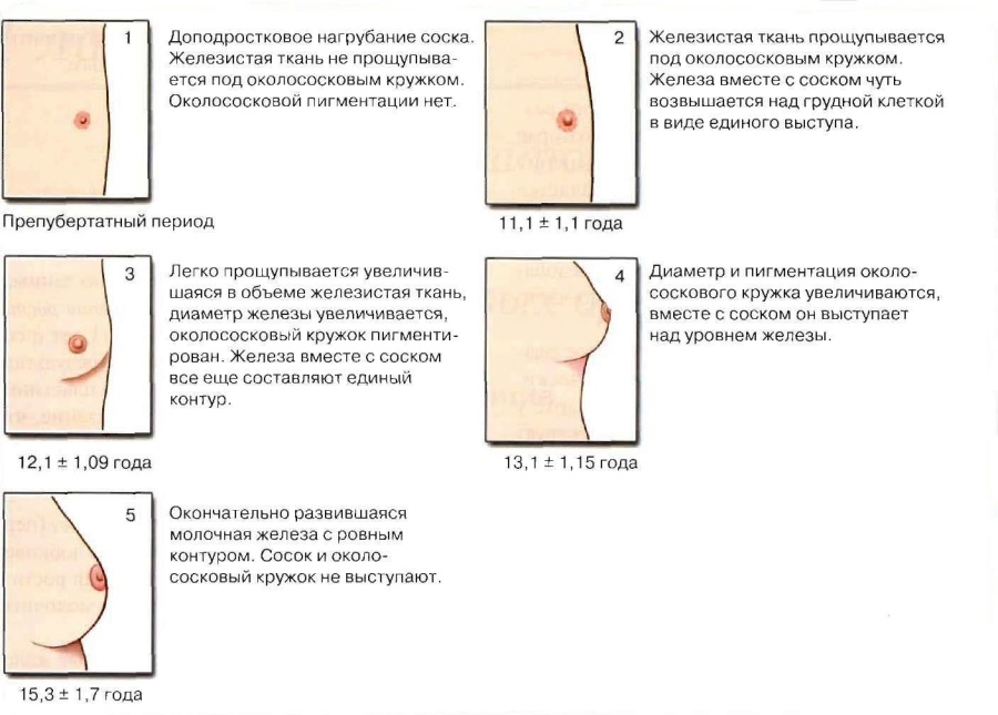 стадии роста