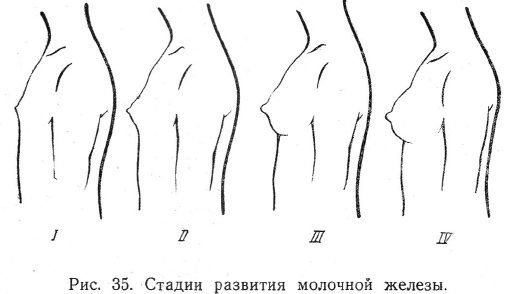 как растет грудь