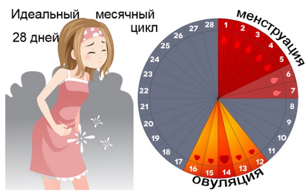 Менструальный цикл: что это, фазы, нарушения, как рассчитать начало, норма, сбой, как восстановить