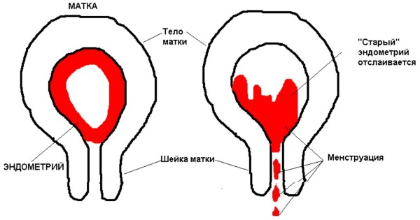 Менструальный цикл: что это, фазы, нарушения, как рассчитать начало, норма, сбой, как восстановить