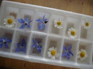 Кубики льда для лица рецепты