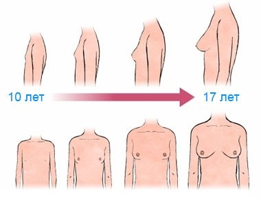 Развитие женской груди