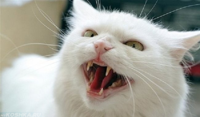 Белый кот шипит открыв рот