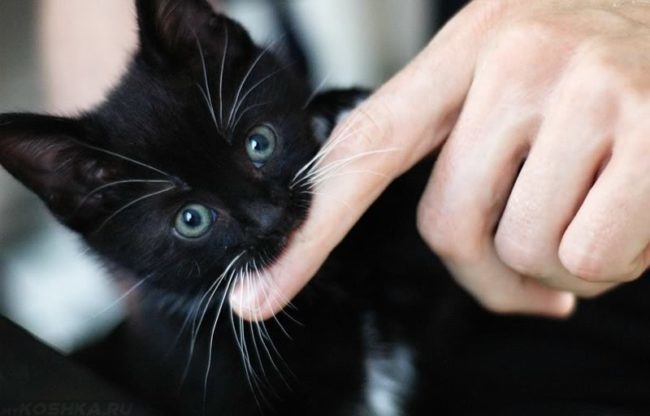 Черный котик кусает хозяина за палец