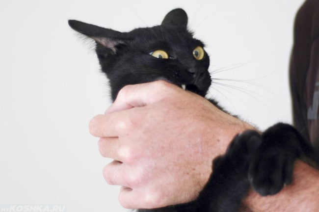 Чёрная кошка кусает за руку