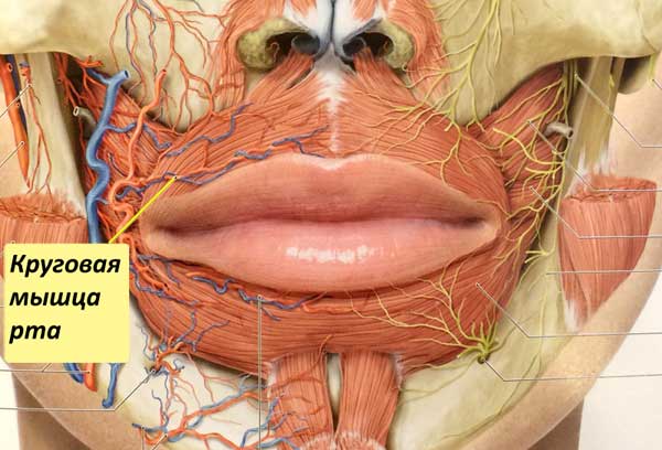 Круговая мышца рта