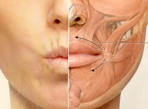 мимические морщины вокруг рта работа круговой мышцы