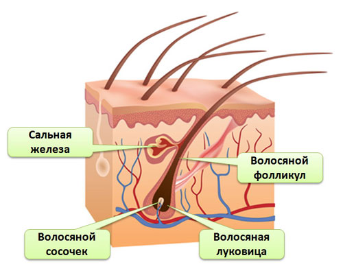 строение волоса