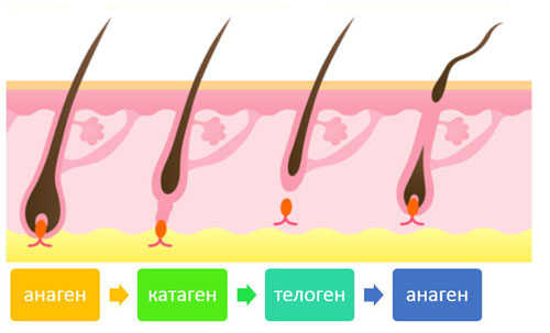 рост волоса