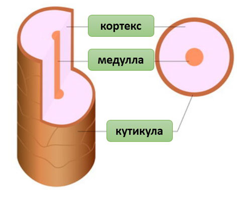 структура волоса