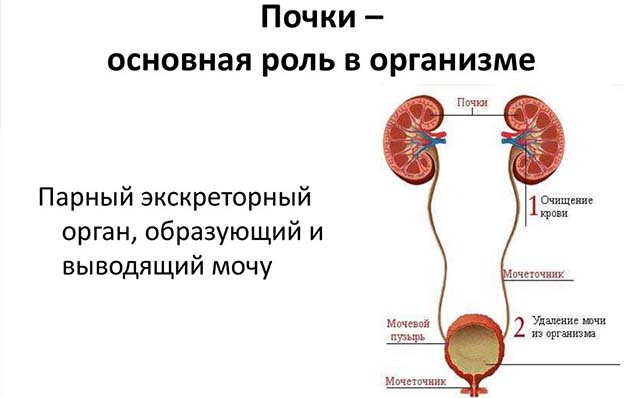 Мочевыводящая система