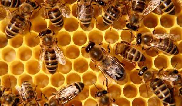 К чему снятся пчелы и мед