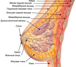 Женская грудь (молочная железа, жировая ткань и грудные мышцы)