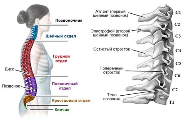 Отделы позвоночника и строение шейных позвонков