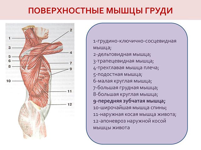 Поверхностные мышцы 