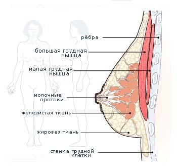 Женская грудь - сложнорганизованный орган, построенных так, чтобы обеспечивать оптимальные условия для выполнения св .... - Изображение 1