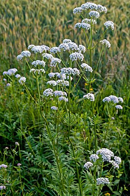 ValerianaOfficinalisAgg.jpg