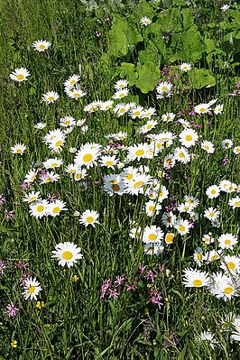 Leucanthemum vulgare1.jpg