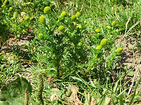 20120723Matricaria discoidea2.jpg