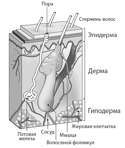 Строение волос