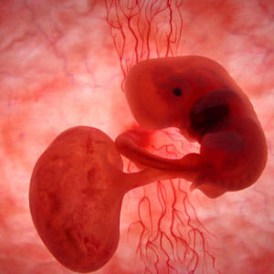 Эмбрион на раннем сроке