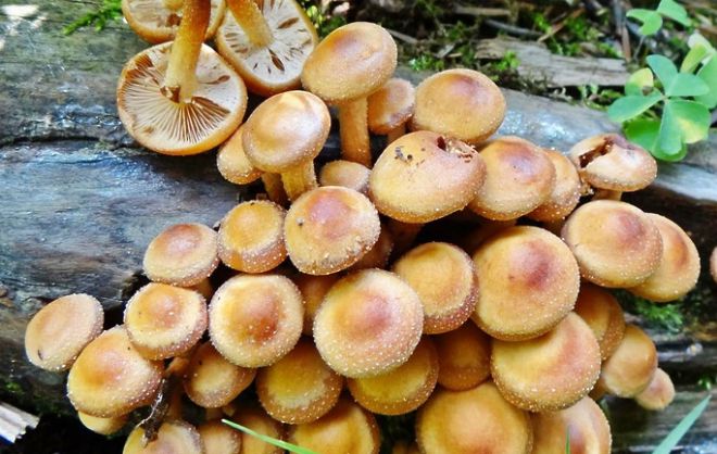 к чему снится собирать грибы опята