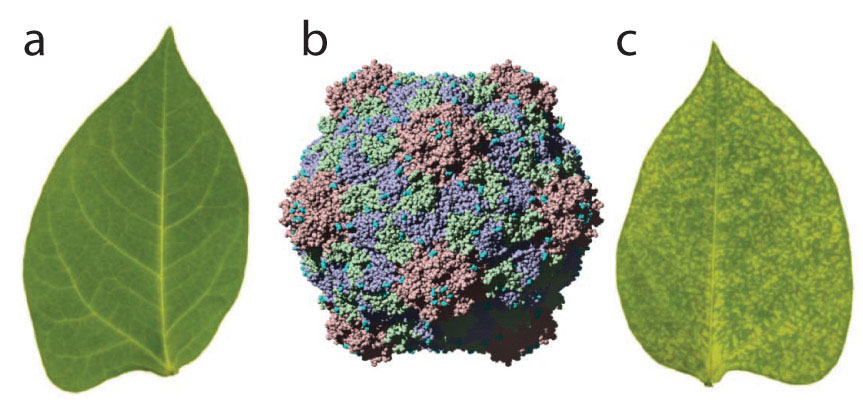 Computer generated image of viral nanoparticle with pictures of a leaf before and after being infected with the nanoparticle