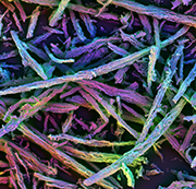 Polychomatic scanning electron microscopy of porous silica rods