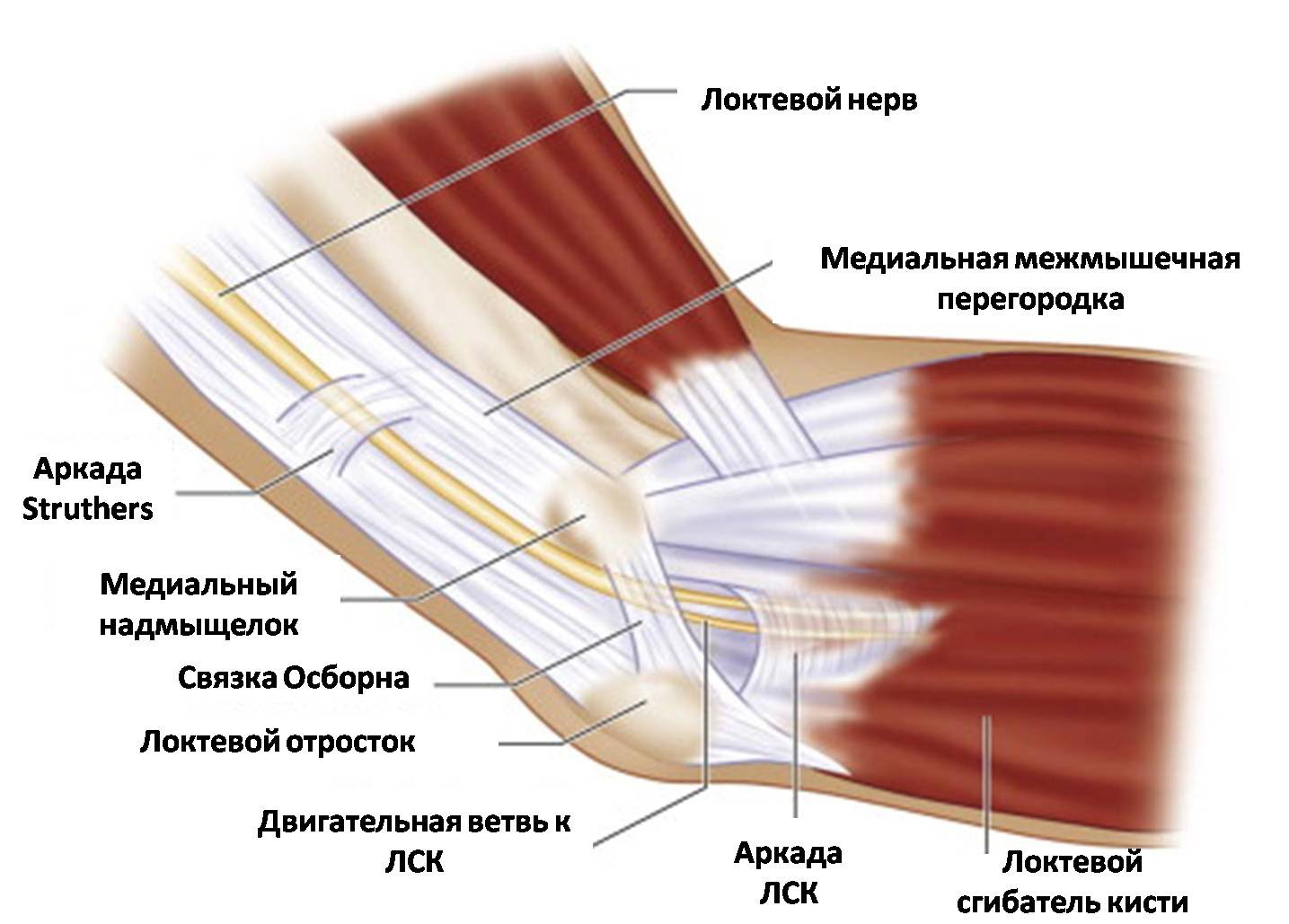 строение локтевого сустава