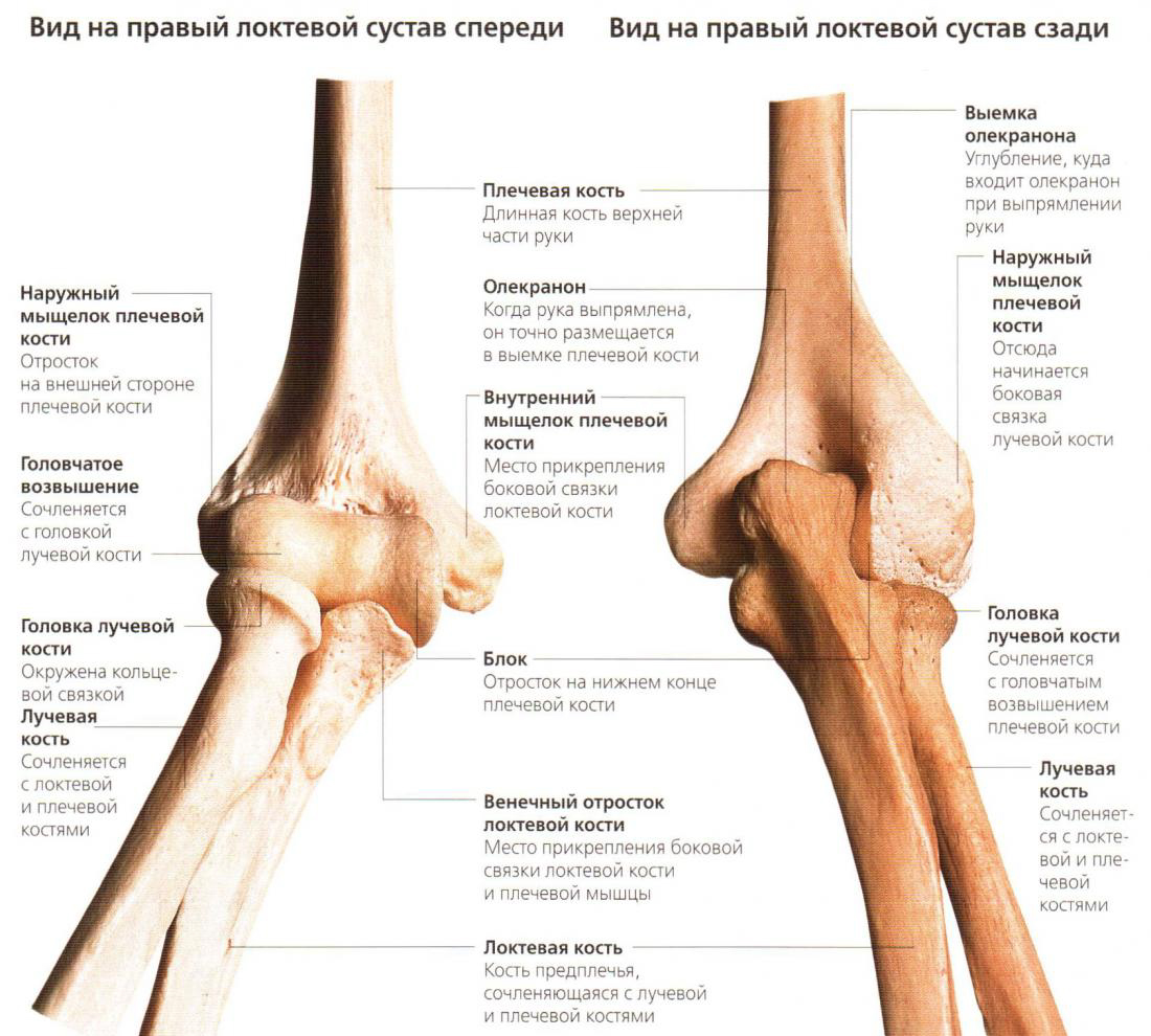 строение локтевого сустава