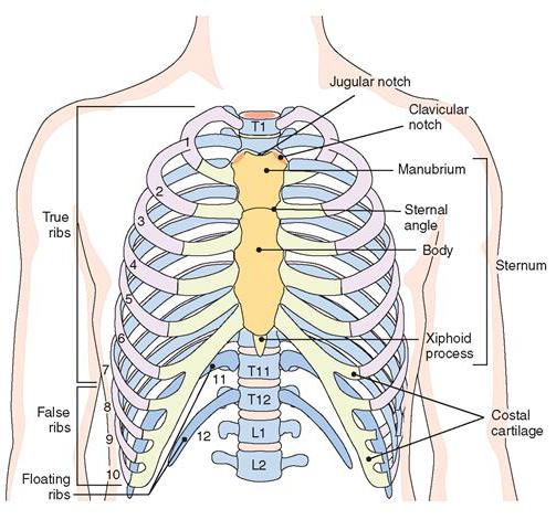 строение грудной клетки человека