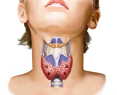Щитовидная железа – важный орган эндокринной системы